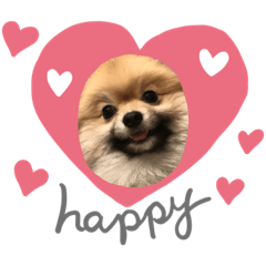 ポメラニアンのチャチ&ボルト