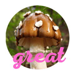 mushroom greeting 2