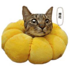 小虎肚肚寶
