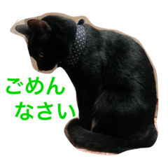 miyuki_20191108212840