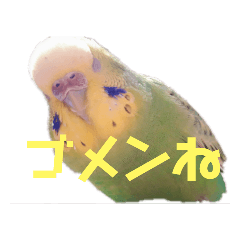 pi_20191109003114