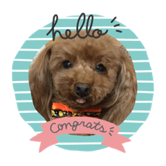dog_20191108230718