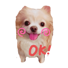 kurumi_20191108211718