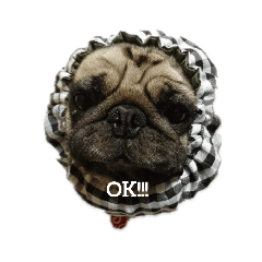 dog_20191109081748
