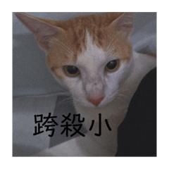 胖貓橘子