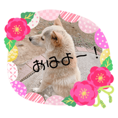 akane_20191108220229