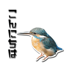 kingfisher (real)