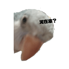 玄鳳