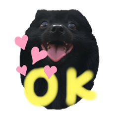 ポメラニアンのチャチャ&ボルト2