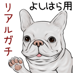Yoshihara Real Gachi Pug & Bulldog