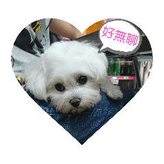 阿小Q