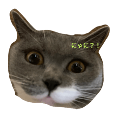 hana_haru_meme