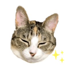 2cats(MIKE)