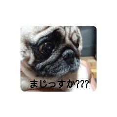 dog_20191110183048