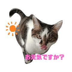Alag Mongolian Cat