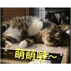 家有布偶&虎斑