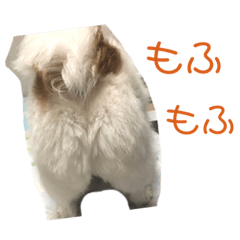 mofumofu's friend.