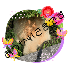 akane_20191110222310