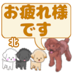 Kita's. letters toy poodle (2)