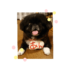 ankoromochi_20191110213850