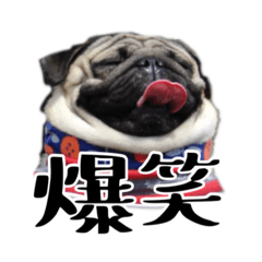 パグ太郎ファミリー(背景白ver.) - LINE スタンプ | LINE STORE