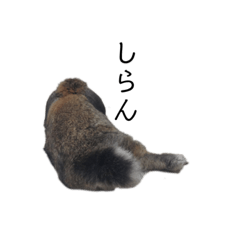 クールうさぎ