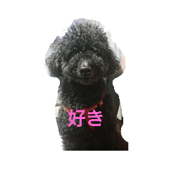 hachi_20191111185509