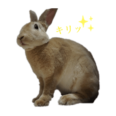 rabbitnagi-stamps