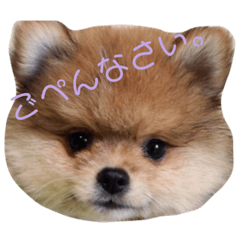 maya_20191111223802
