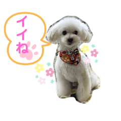 hana_20191111225908