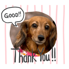 dog_dela