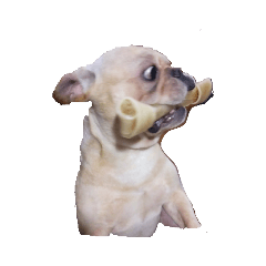 小胖狗不不