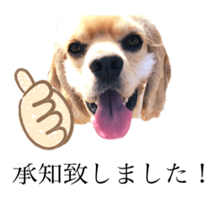 American Cocker Spaniel KOTARO