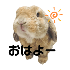 sasukechi