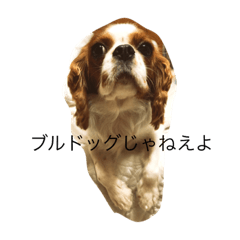 Koa_20191111174901