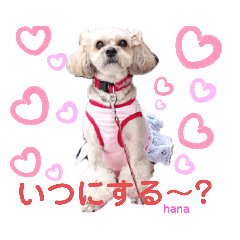 hana_20191110230053