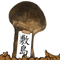 松茸研究家敷島さんのマツタケ