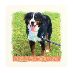 マウンテンドッグ Lineクリエイターズスタンプまとめ Stamplist マウンテンドッグ Lineクリエイターズスタンプまとめ Stamplist