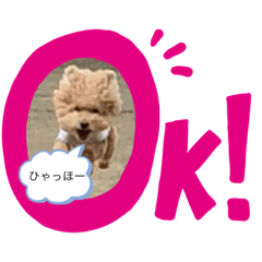 Miyuki_20191112182833