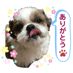 shizu kotaro