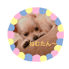 Yukari_20191113191305