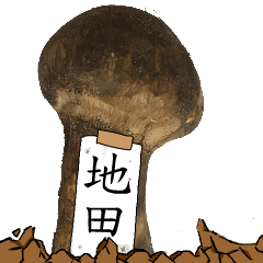 松茸研究家地田さんのマツタケ