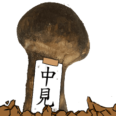 松茸研究家中見さんのマツタケ