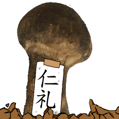 松茸研究家仁礼さんのマツタケ