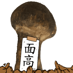 松茸研究家面高さんのマツタケ