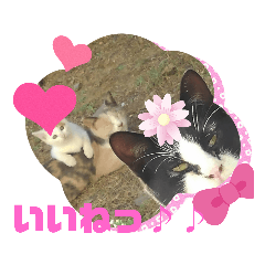 akiko_20191113213546