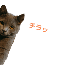 RINA_20191113231805