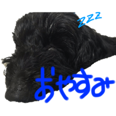 hana_20191114011702