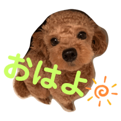 Toy poodle Tirol