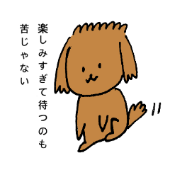 Brown Toy poodle every day